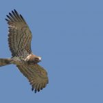 L'aquila dei serpenti con la preda