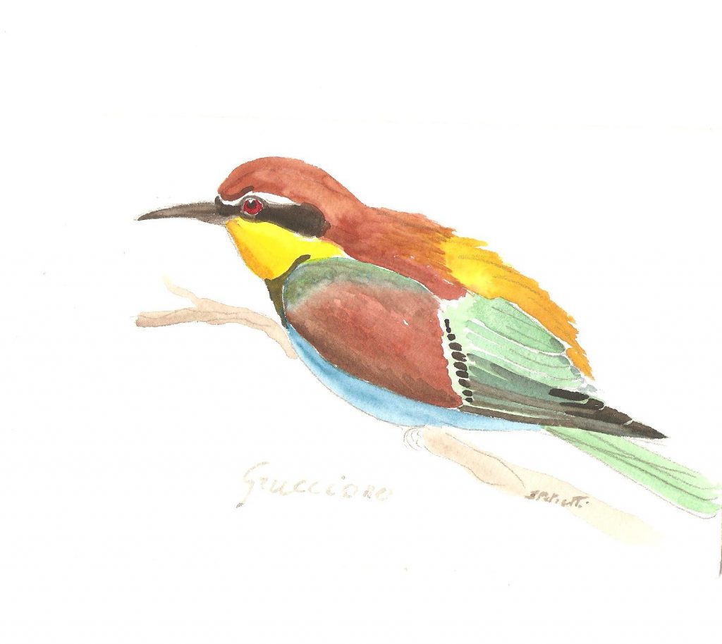 Taccuino di Aprile - Il ritorno del Gruccione