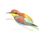 Taccuino di Aprile - Il ritorno del Gruccione