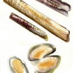 Una passeggiata sulla spiaggia