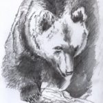 Una giovane orsa uccida da un'auto in Abruzzo