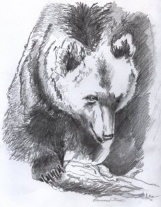 Una giovane orsa uccida da un'auto in Abruzzo