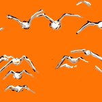 Un giorno da birdwatcher