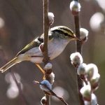 Luì del pallas - la foto del mese di Stefano Laurenti