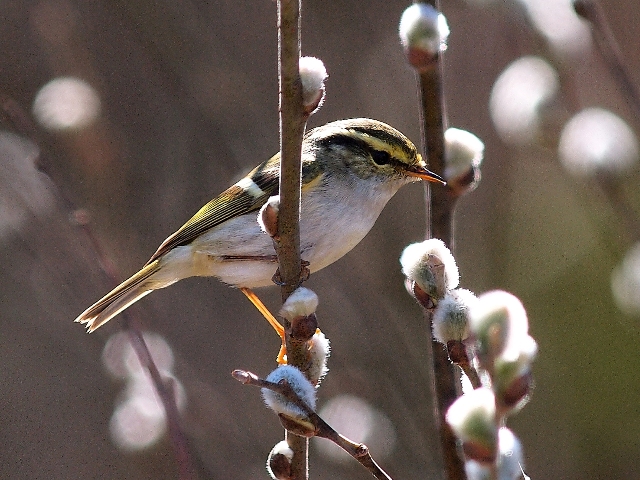 Luì del pallas - la foto del mese di Stefano Laurenti
