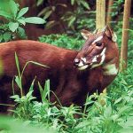 Le nuove scoperte in campo zoologico