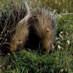 Il Lago di Vico e i Monti Cimini, raccontati da Francesco Petretti per GEO