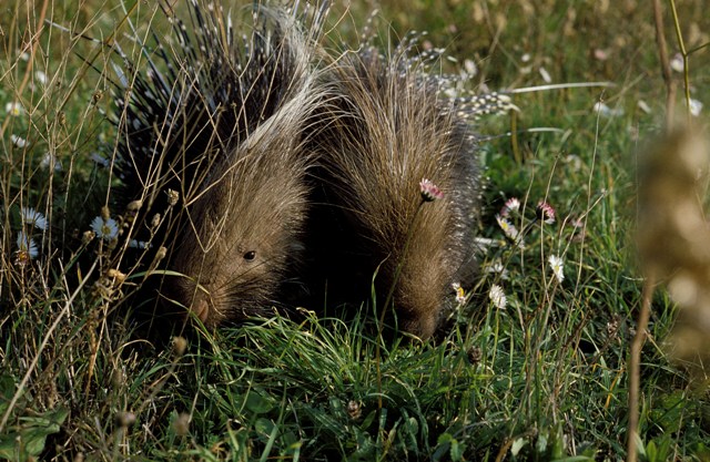 Il Parco regionale Marturanum