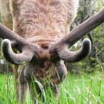 Sulle tracce dei cervi, Geo Rai 3