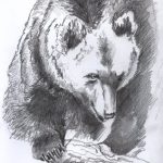 Tavola rotonda sull'orso bruno marsicano