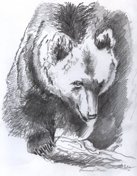 Tavola rotonda sull'orso bruno marsicano