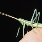 Predatori al top: la saga pedo, regina della steppa