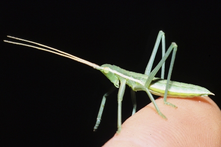 Predatori al top: la saga pedo, regina della steppa