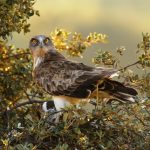 I bianconi della Sierra Morena nelle foto di Vincenzo Penteriani