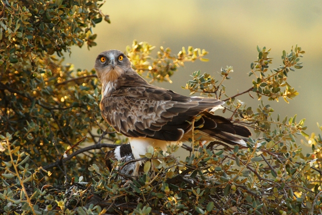 I bianconi della Sierra Morena nelle foto di Vincenzo Penteriani