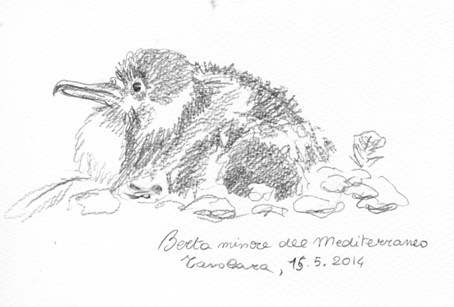 Le berte di Tavolara, Geo Rai 3