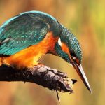 Franco D'Ostilio e le sue foto di migratori