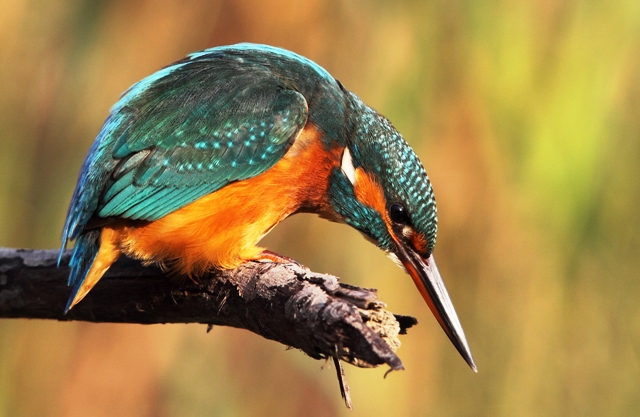 Franco D'Ostilio e le sue foto di migratori