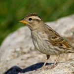 Incontro con la passera lagia