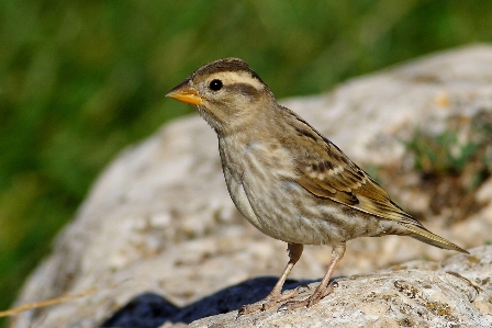 Incontro con la passera lagia