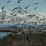 Natura Wild Italy su Rai 5 ogni giorno dal 4 gennaio