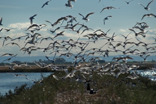 Natura Wild Italy su Rai 5 ogni giorno dal 4 gennaio