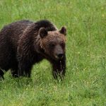 Storia di Daniza e di altri orsi