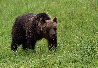 Storia di Daniza e di altri orsi