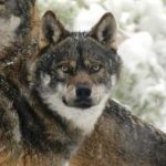 Lupo in Lessinia, una questione aperta