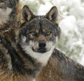 Lupo in Lessinia, una questione aperta