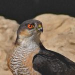 Gli sparvieri di Maurizio Passacantando