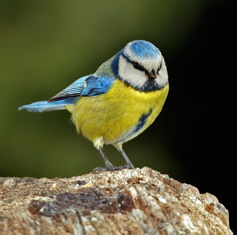 Cosa sarebbe un bosco senza le cince?