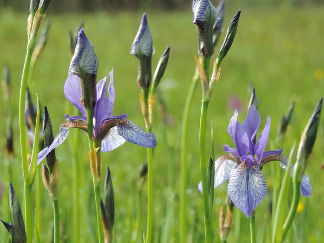 Iris sibirica w