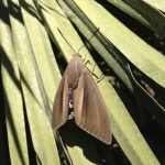 La Falena che attacca le palme