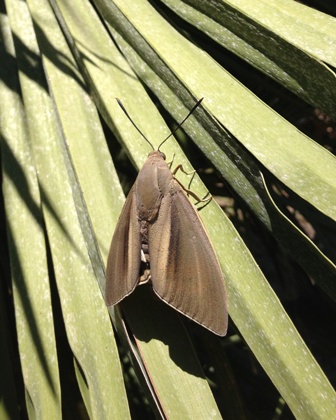La Falena che attacca le palme