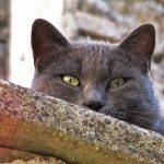 Etologi e biologi, ma anche veterinari