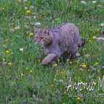 Ecco a voi il Gatto Selvatico