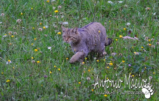 Ecco a voi il Gatto Selvatico