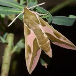 Le farfalle notturne gridano?