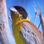 L'ultimo Zigole Capinero