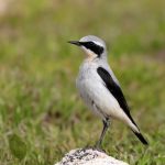 Una famiglia di culbianchi