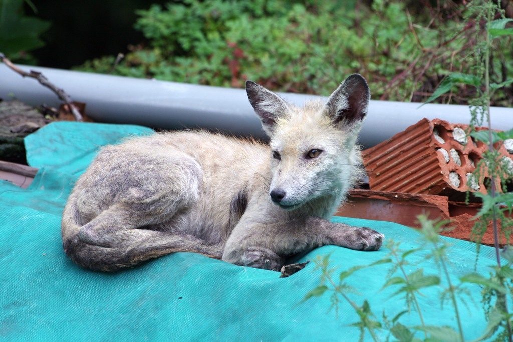 Sciacallo, lupo o volpe?