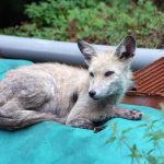 Sciacallo, lupo o volpe?