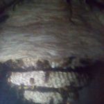 Un nido di calabroni in casa