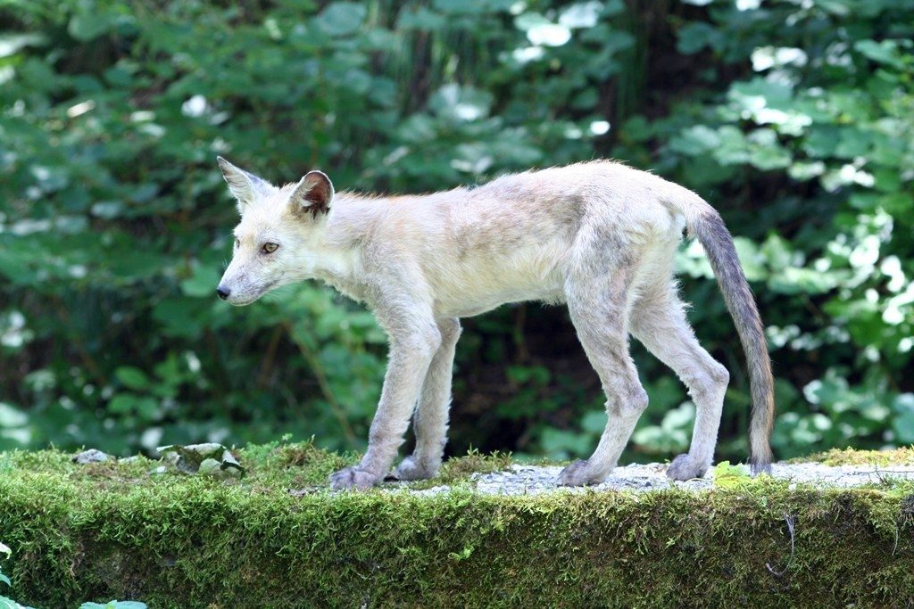 Lo Sciacallo dorato nel Bellunese