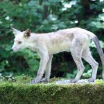 Lo Sciacallo dorato nel Bellunese