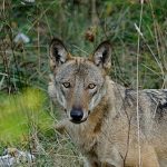 Biologia o scienze naturali?