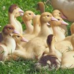 Lavorare nella natura