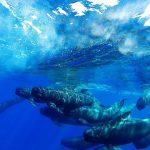 Wild Italy: nuovi documentari sui mari italiani su Rai 5 dal 28 novembre