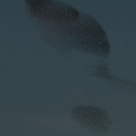 Perchè tanti storni morti in città?